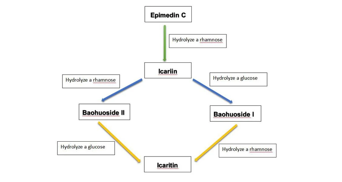 The relationship between the effective ingredients of Epimedium extract by Botanical Cube Inc.