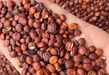 True  jujube seed