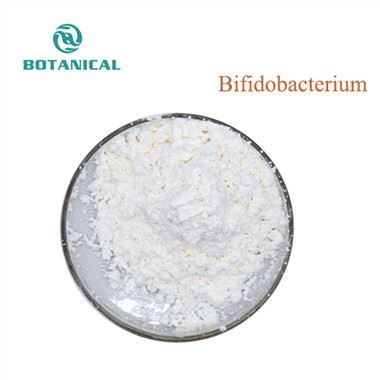 Bifidobacterium polvo