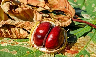 ¿Qué es el extracto de castaño de indias?